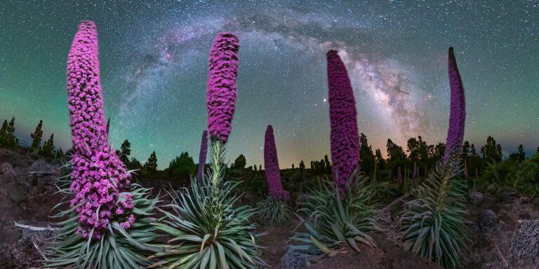 cielo-con-flores-tajinaste